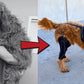 TOBBY™ – Arnés Médico para Mascotas: Recuperación, Confort y Libertad